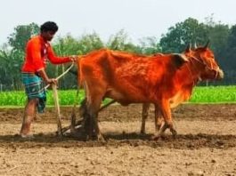 কালের বিবর্তনে হারিয়ে যাচ্ছে কাঠের লাঙল