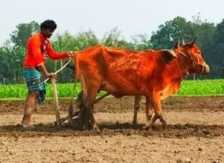 কালের বিবর্তনে হারিয়ে যাচ্ছে কাঠের লাঙল